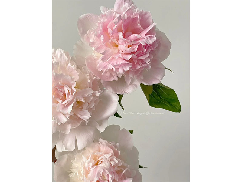 雪紡凍糕 中早期 花徑極大 重瓣型